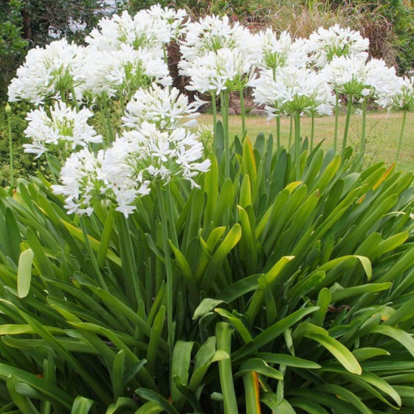 Buy Agapanthus Africanus Albus Online - Green plants & flowering plants