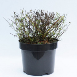 Coreopsis Verticillata Moonbeam