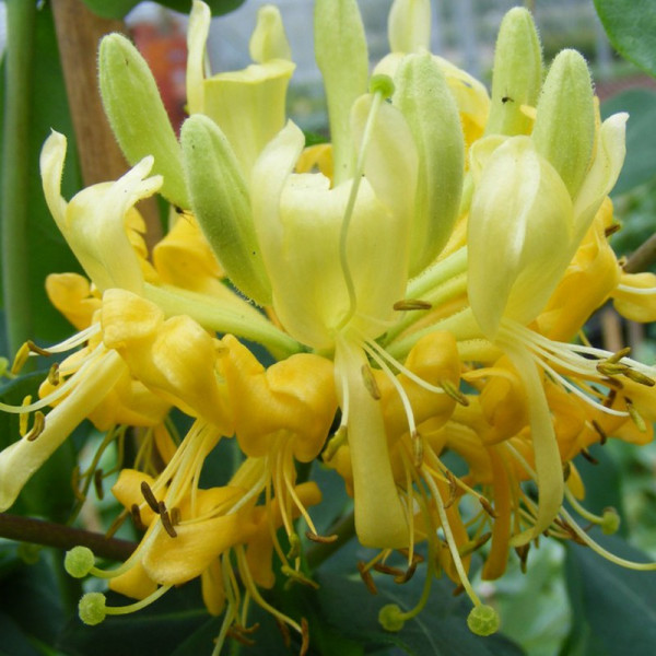Buy Lonicera periclymenum Scentsation Online - Garden Plants & Bushes