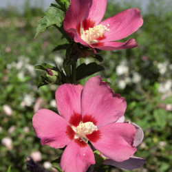 Hibiscus Woodbridge