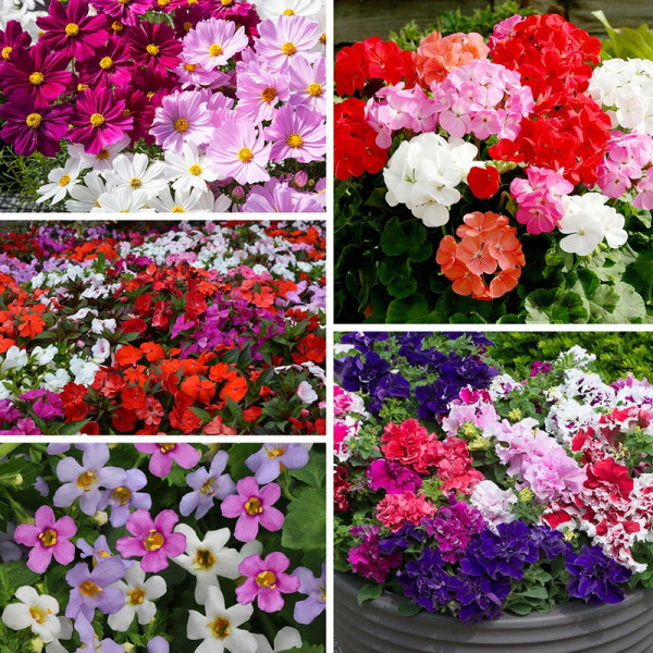 Buy Best Selling 100 Summer Plants Collection Online - Green plants & flowering plants Buy Best Selling 100 Summer Plants Collection Online - Green plants & flowering plants