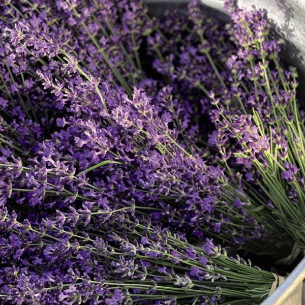 Buy Lavender Duo Hidcote & Munstead Online - Green plants & flowering plants