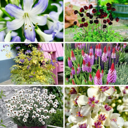 Premium Perennial Collection