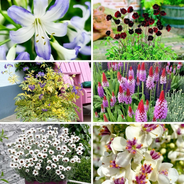 Buy Premium Perennial Collection Online - Green plants & flowering plants Buy Premium Perennial Collection Online - Green plants & flowering plants