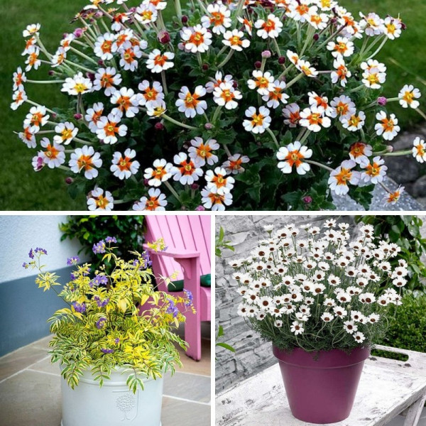 Buy Summer Flowering Perennial Collection Online - Green plants & flowering plants