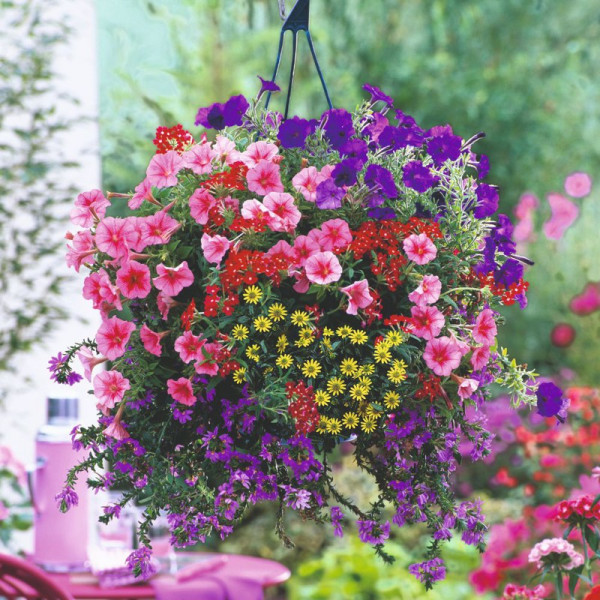 Buy Bumper Basket Super Plug Plants Collection Online - Green plants & flowering plants