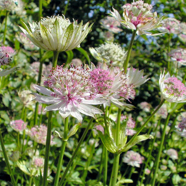 Buy Astrantia Plants Florence Online - Green plants & flowering plants