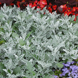Cineraria Plants Silverdust