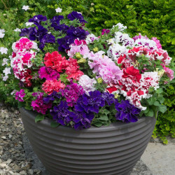 Petunia Plants F1 Duo Double Mix