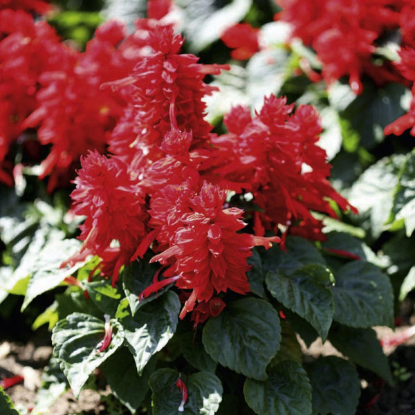 Buy Salvia Plants Firecracker Online - Green plants & flowering plants