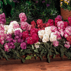 Stock Plants Vintage Mixed