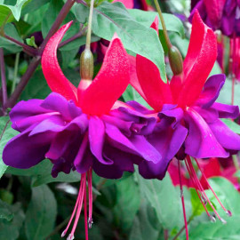 Fuchsia Plants Giant Double Flowered Trailing Collection