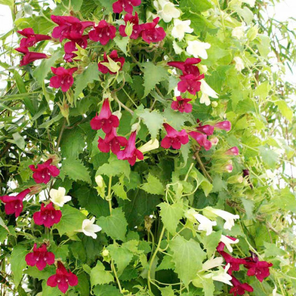 Buy Lofos Plants Twin Pack Online - Green plants & flowering plants