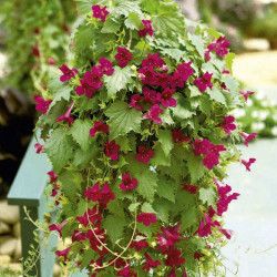 Lofos Plants Burgundy Falls