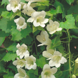 Lofos Plants Summer Cream