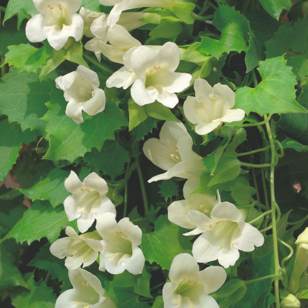 Buy Lofos Plants Summer Cream Online - Green plants & flowering plants
