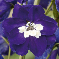 Delphinium Plant Magic Fountains Dark Blue