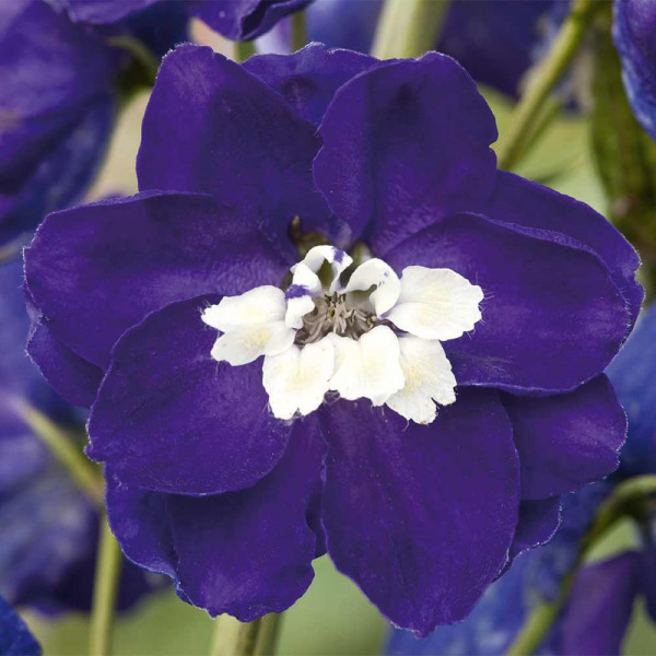 Buy Delphinium Plant Magic Fountain Dark Blue White Bee Online - Green plants & flowering plants