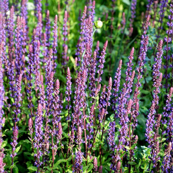 Buy Salvia Plant x nemerosa Caradonna Online - Garden Plants & Bushes