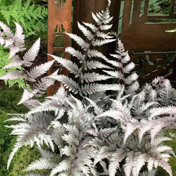 Buy Athyrium Plant Metallicum Online - Green plants & flowering plants Buy Athyrium Plant Metallicum Online - Green plants & flowering plants