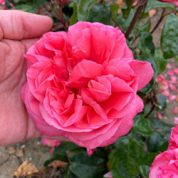 Rose Plant Special Anniversary