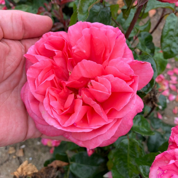 Buy Rose Plant Special Anniversary Online - Green plants & flowering plants Buy Rose Plant Special Anniversary Online - Green plants & flowering plants