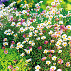 Erigeron Plant Sea of Blossom
