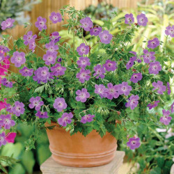 Geranium Plant Rozanne