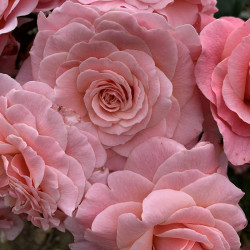 Rose Plant Tickled Pink