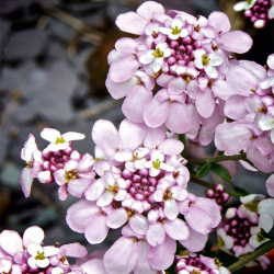 Iberis Plant Pink Ice