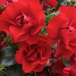 Rose Plant Moment in Time