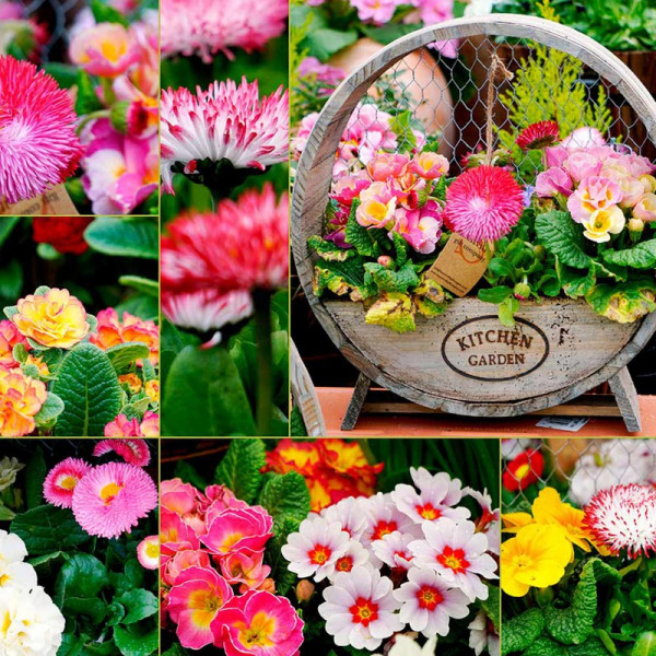 Buy Our Selection Winter/Spring Bedding Online - Green plants & flowering plants