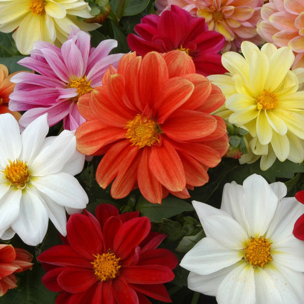 Buy Dahlia Plants Figaro Mix Online - Green plants & flowering plants