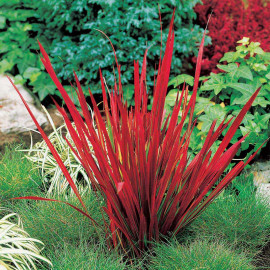 Japanese Blood Grass Plants Red Baron