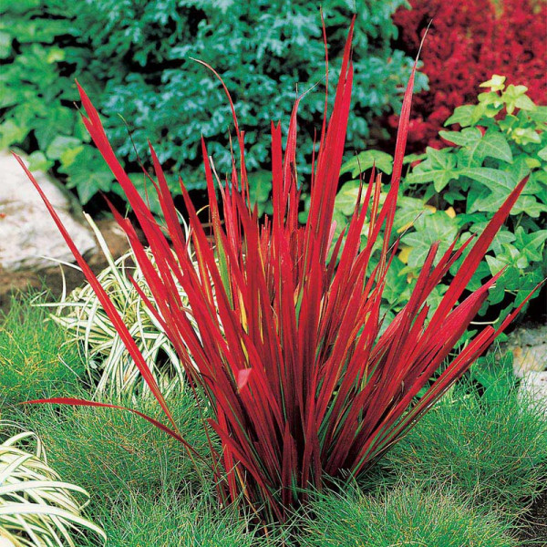 Buy Japanese Blood Grass Plants Red Baron Online - Green plants & flowering plants Buy Japanese Blood Grass Plants Red Baron Online - Green plants & flowering plants