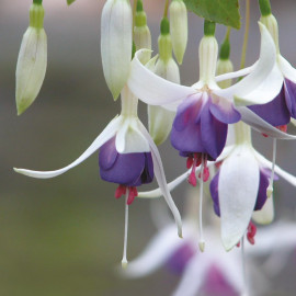 Fuchsia Plant Deltas Sarah