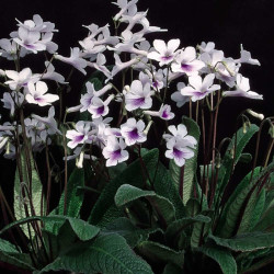 Streptocarpus Plant Crystal Ice