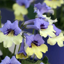 Streptocarpus Plant Harlequin Blue