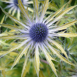 Eryngium Plant Neptunes Gold