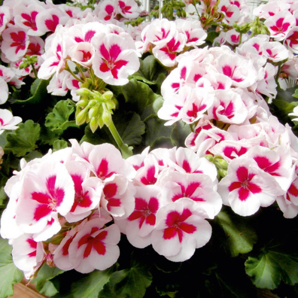 Buy Geranium Plants Americana White Splash Online - Green plants & flowering plants