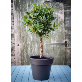 Bay Tree Twisted Stem Standard 17cm 60 70cm X 2