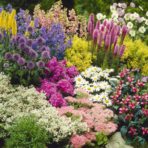 Buy Cottage Garden Perennial Plants Our Selection Online - Green plants & flowering plants