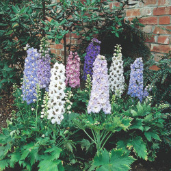 Delphinium Plant Magic Fountains