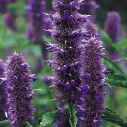 Agastache Liquorice Blue