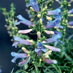 Penstemon Plants Electric Blue