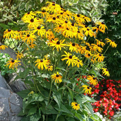 Rudbeckia Plants Goldsturm