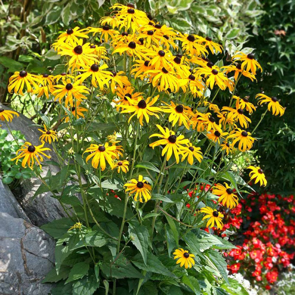 Buy Rudbeckia Plants Goldsturm Online - Green plants & flowering plants