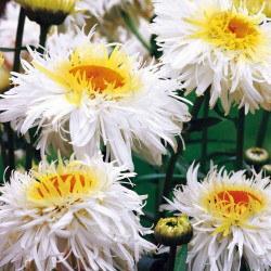 Leucanthemum Plant Crazy Daisy