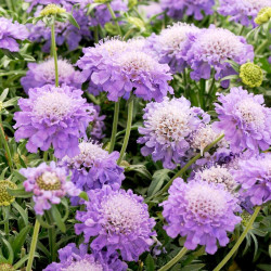 Scabious Plants Blue Note
