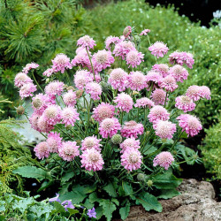 Scabious Plants Pink Diamond